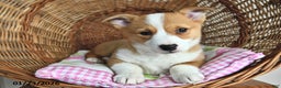 Welsh Corgi Pembroke dogs for sale: Ruby - Ad 2