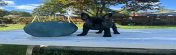 French Bulldog dogs for sale: Crowe - Ad 4