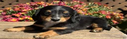Miniature Dachshund dogs for sale: Lucky - Ad 7
