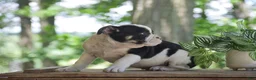Olde English Bulldogge dogs for sale: Anubis - Ad 6