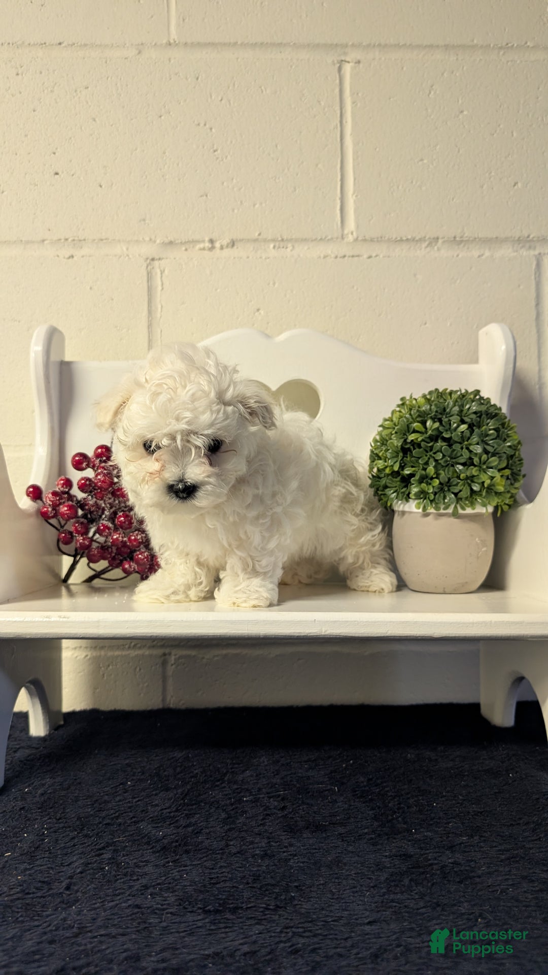 Maltese dogs for sale: Bella - Ad 4