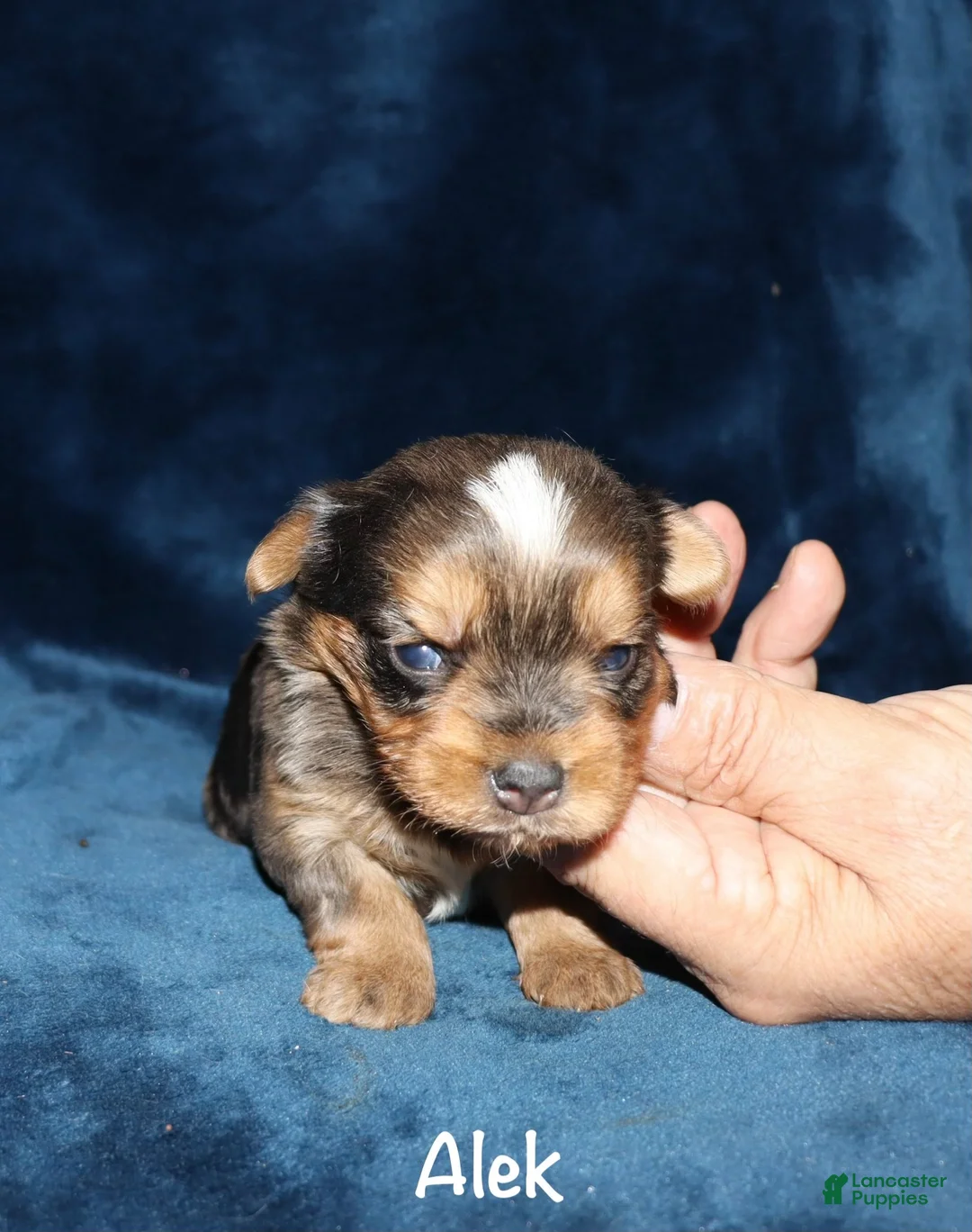 Yorkshire Terrier dogs for sale: Alek - Ad 6