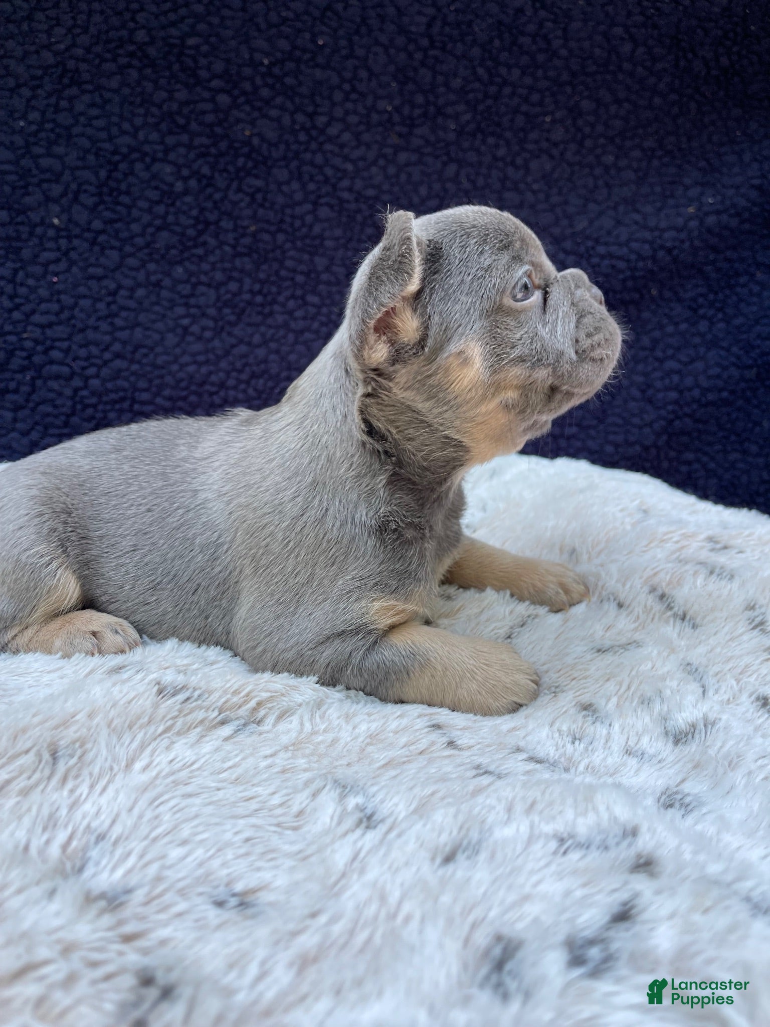 French Bulldog dogs French Bulldog 2 - Ad 2