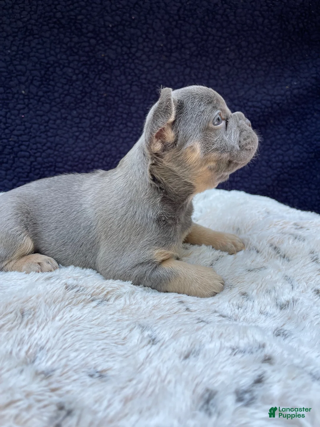 French Bulldog dogs for sale: French Bulldog 2 - Ad 2