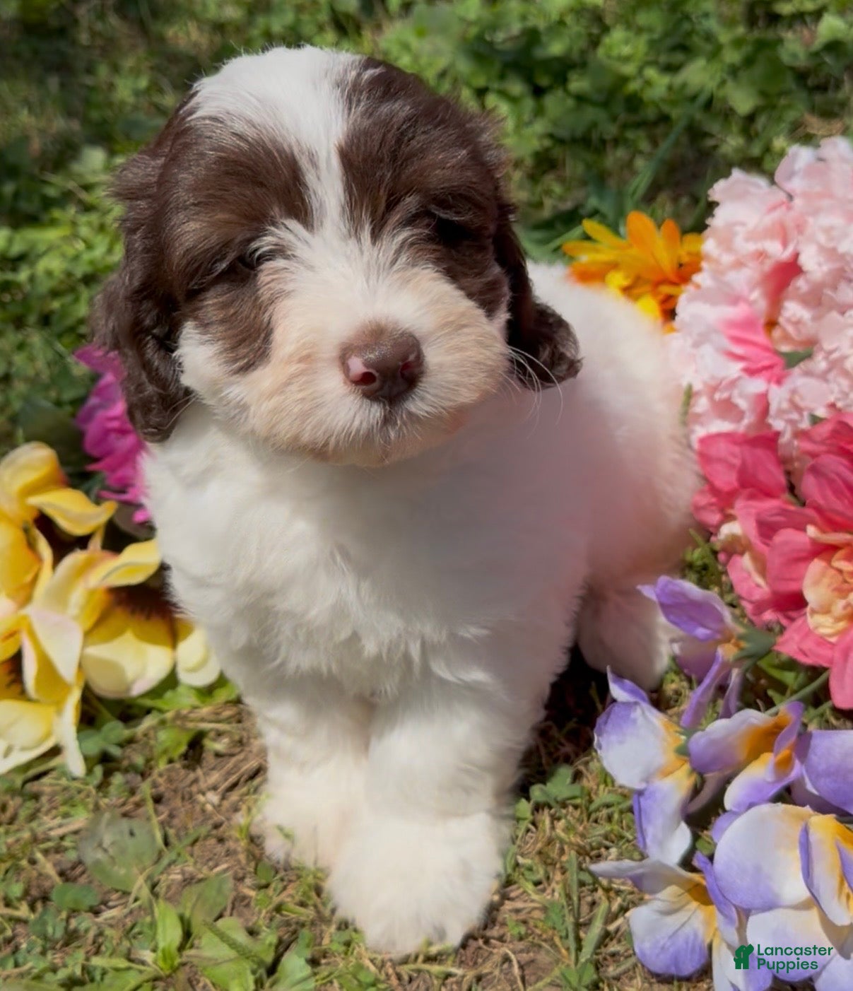 Mini Goldendoodle dogs Clove - Ad 1