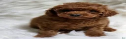 Toy Poodle dogs for sale: Female deep red - Ad 3