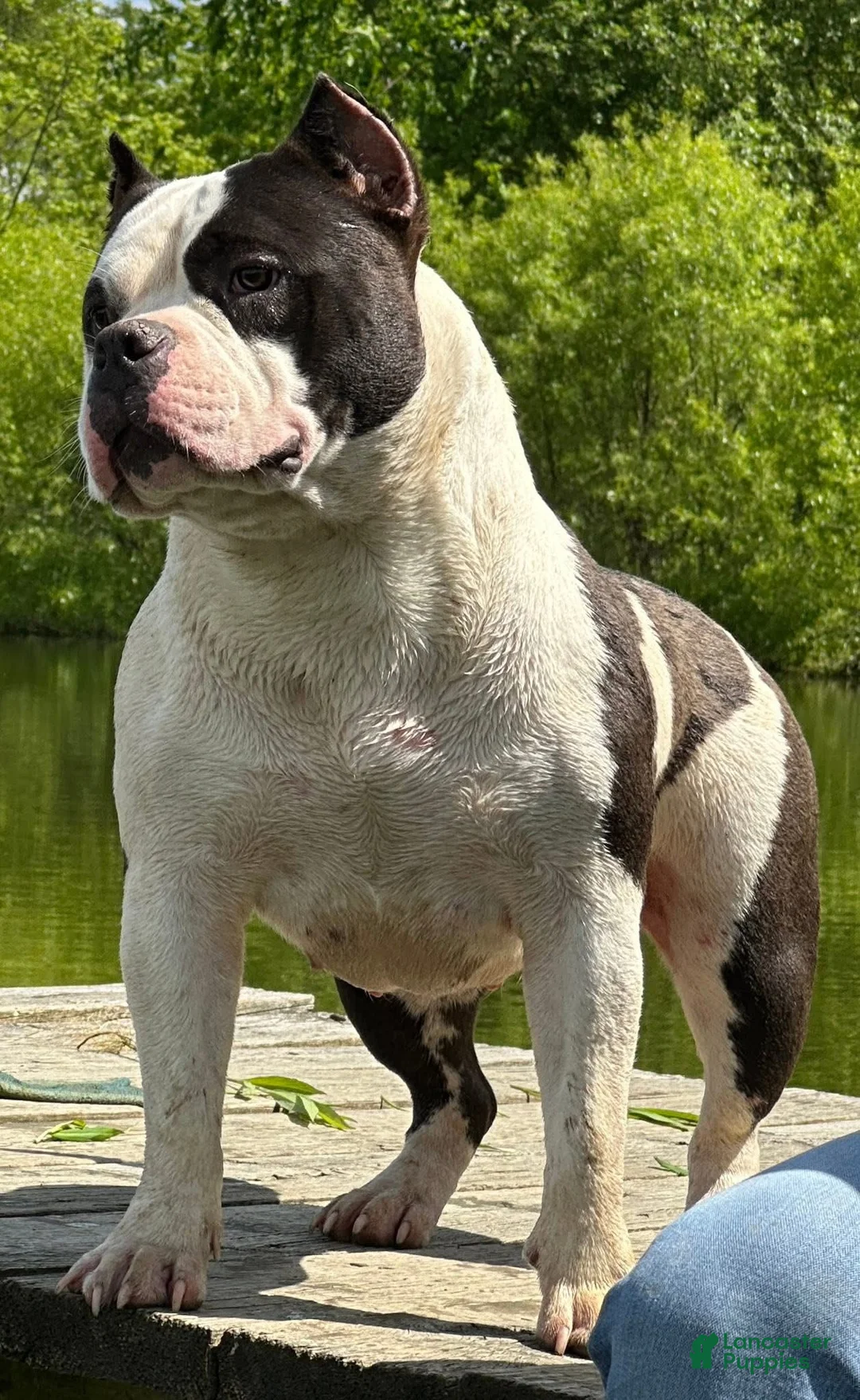 American Bully dogs for sale: Poppy - Ad 2