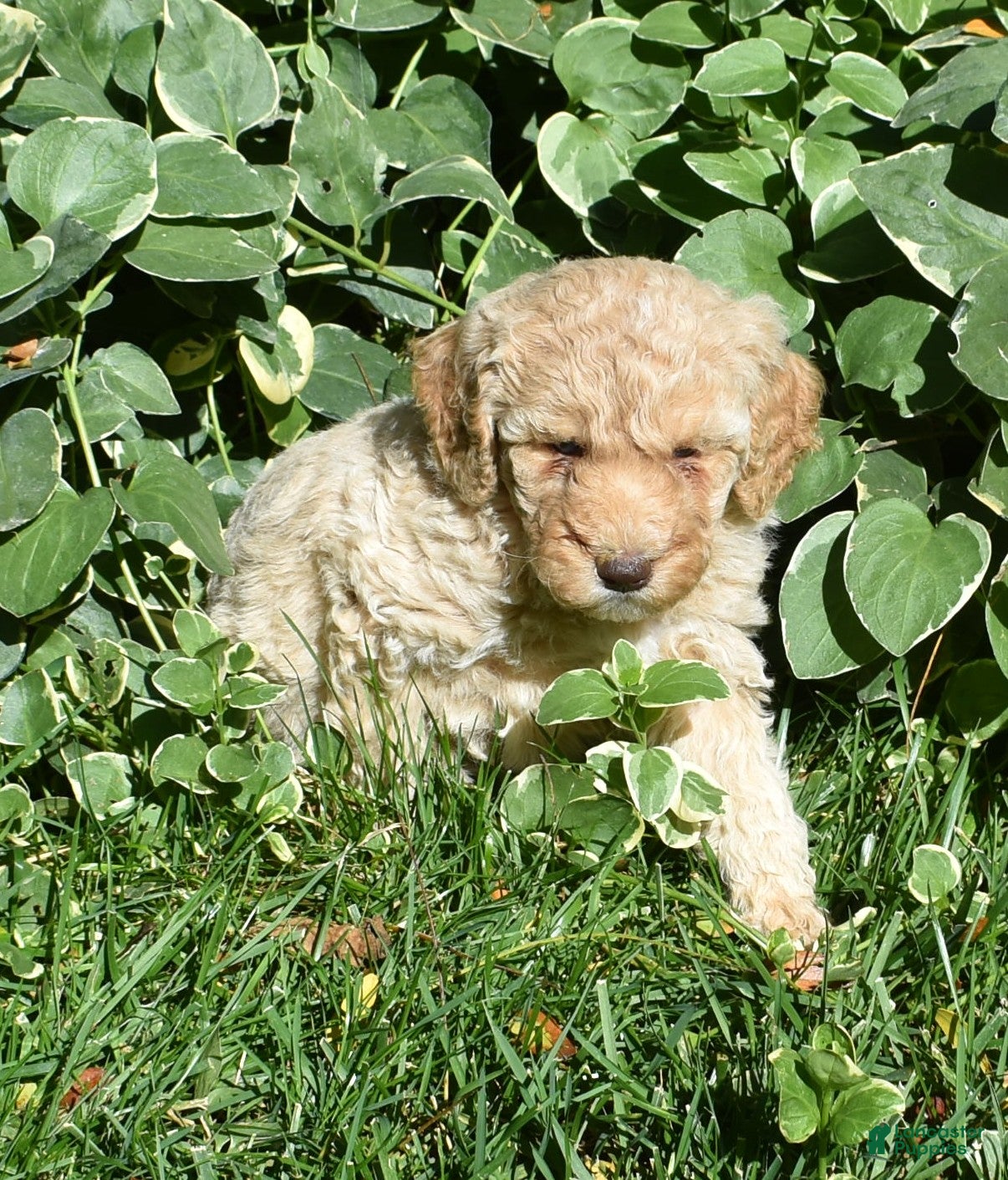 Standard Poodle dogs Standard Poodle 7 Apricot - Ad 2