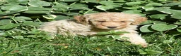 Standard Poodle dogs for sale: Standard Poodle 7 Apricot - Ad 2