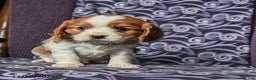 Cavalier King Charles Spaniel dogs for sale: Bobby - Ad 4