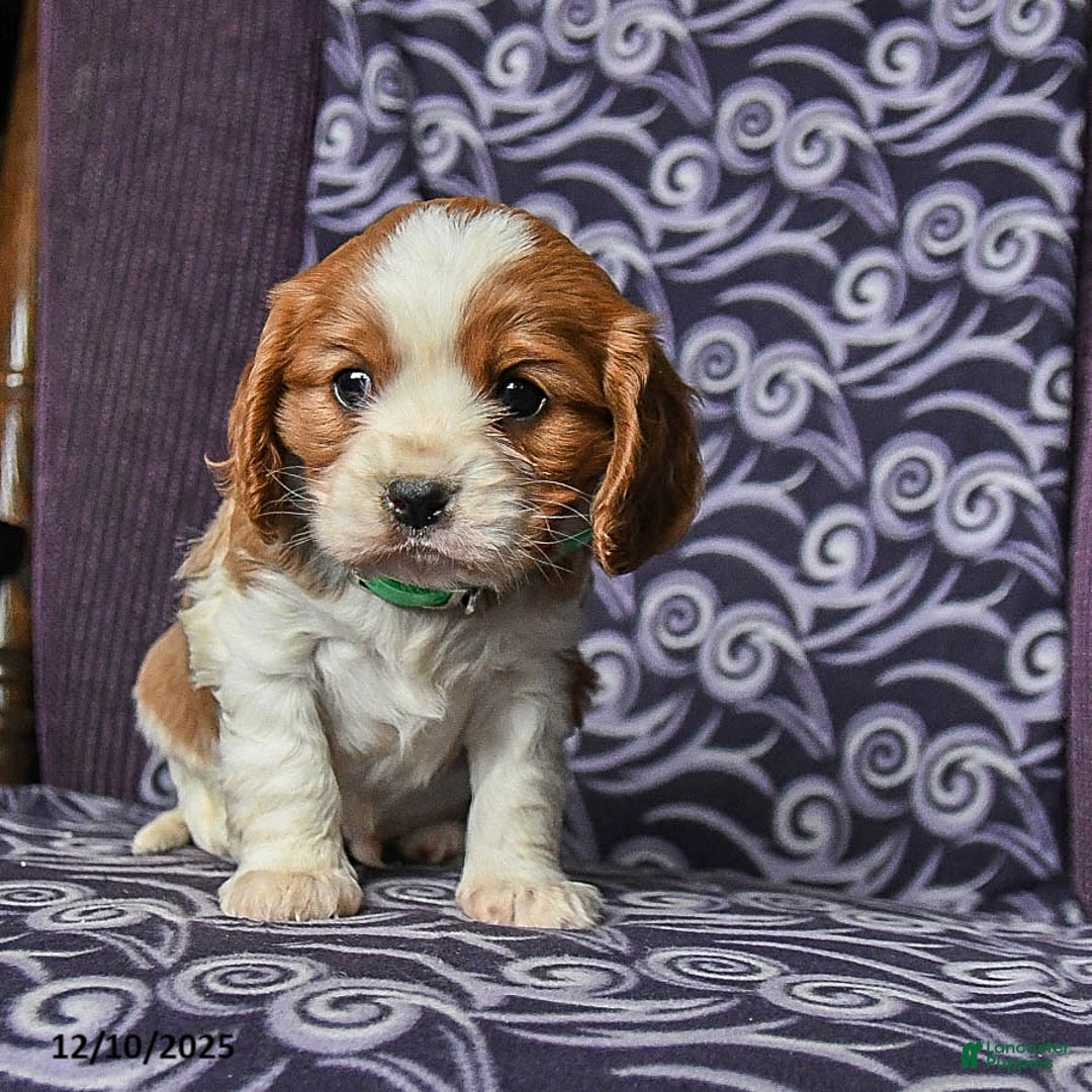 Cavalier King Charles Spaniel dogs for sale: Bobby - Ad 4