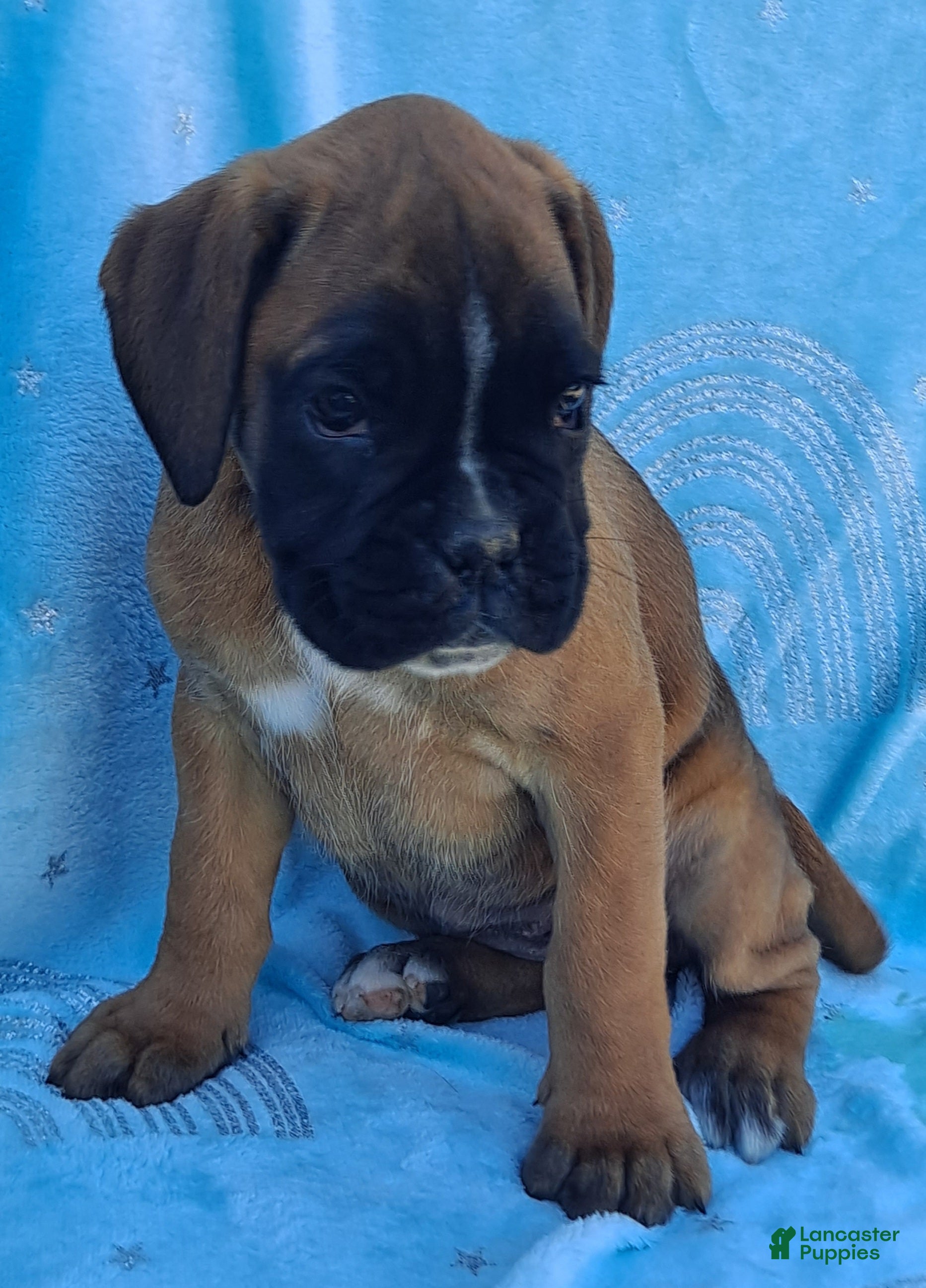 Boxer dogs Trixie - Ad 2