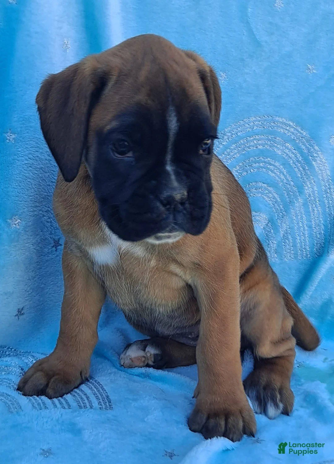 Boxer dogs for sale: Trixie - Ad 2
