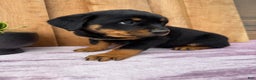 Rottweiler dogs for sale: Rex - Ad 7