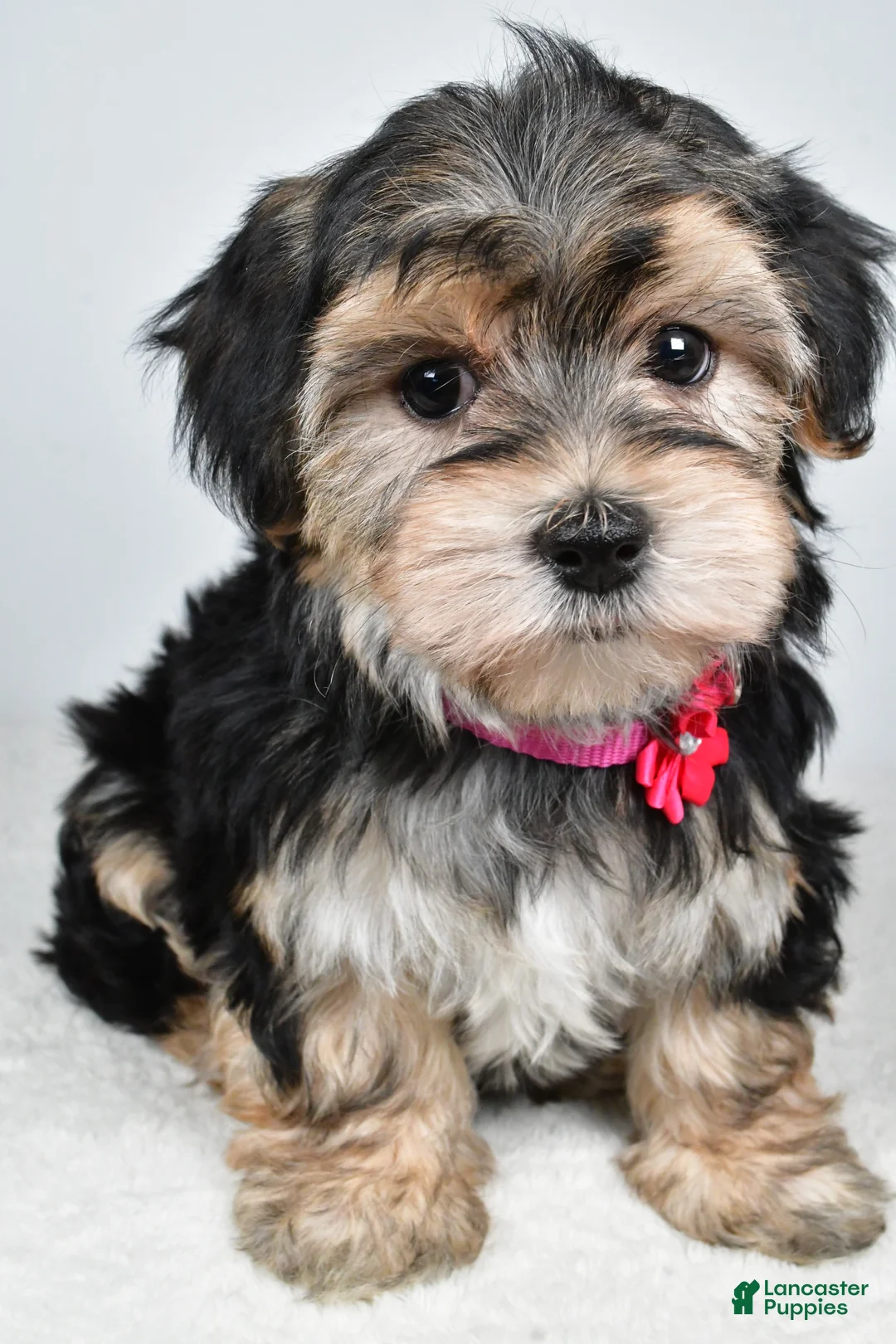 Morkie dogs for sale: Roxy - Ad 8