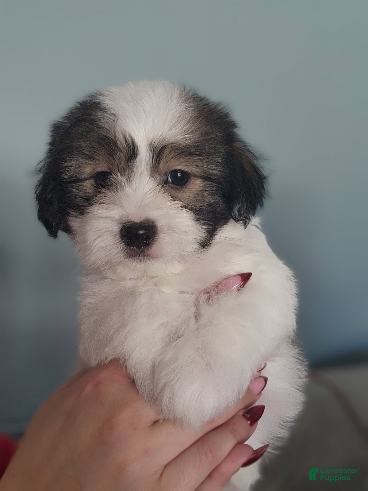 Teddy Bear dogs Teddy Bear Puppy 3 - Ad 41