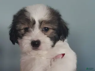 Teddy Bear dogs Teddy Bear Puppy 3 - Ad 41