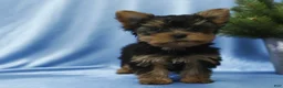 Yorkshire Terrier dogs for sale: Teacup Yorkshire Terrier  - Ad 20