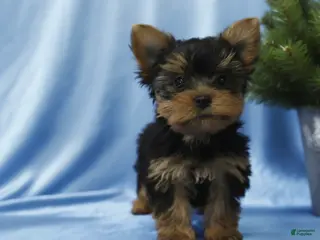 Yorkshire Terrier dogs Johnny- POTTY And CRATE TRAINED - Ad 20