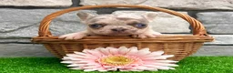 French Bulldog dogs for sale: Debbie - Ad 3