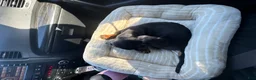 Miniature Dachshund dogs for sale: Miniature Dachshund Puppy 1 - Ad 2