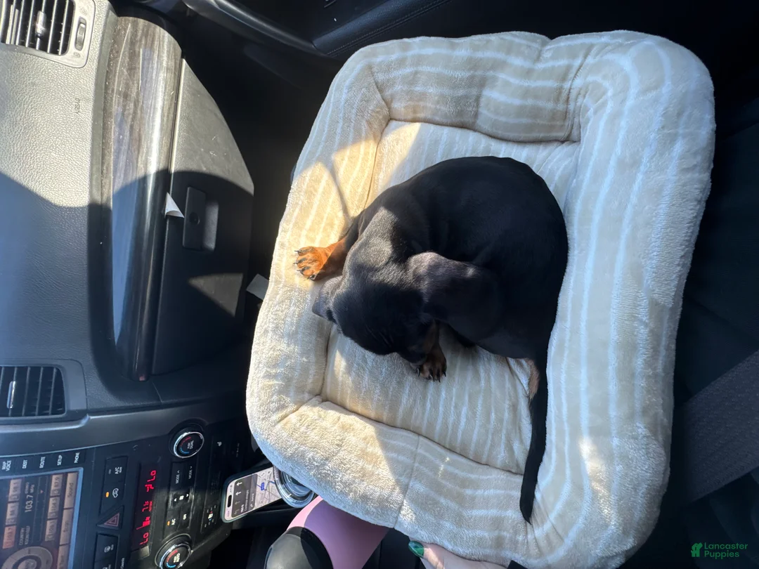 Miniature Dachshund dogs for sale: Miniature Dachshund Puppy 1 - Ad 2