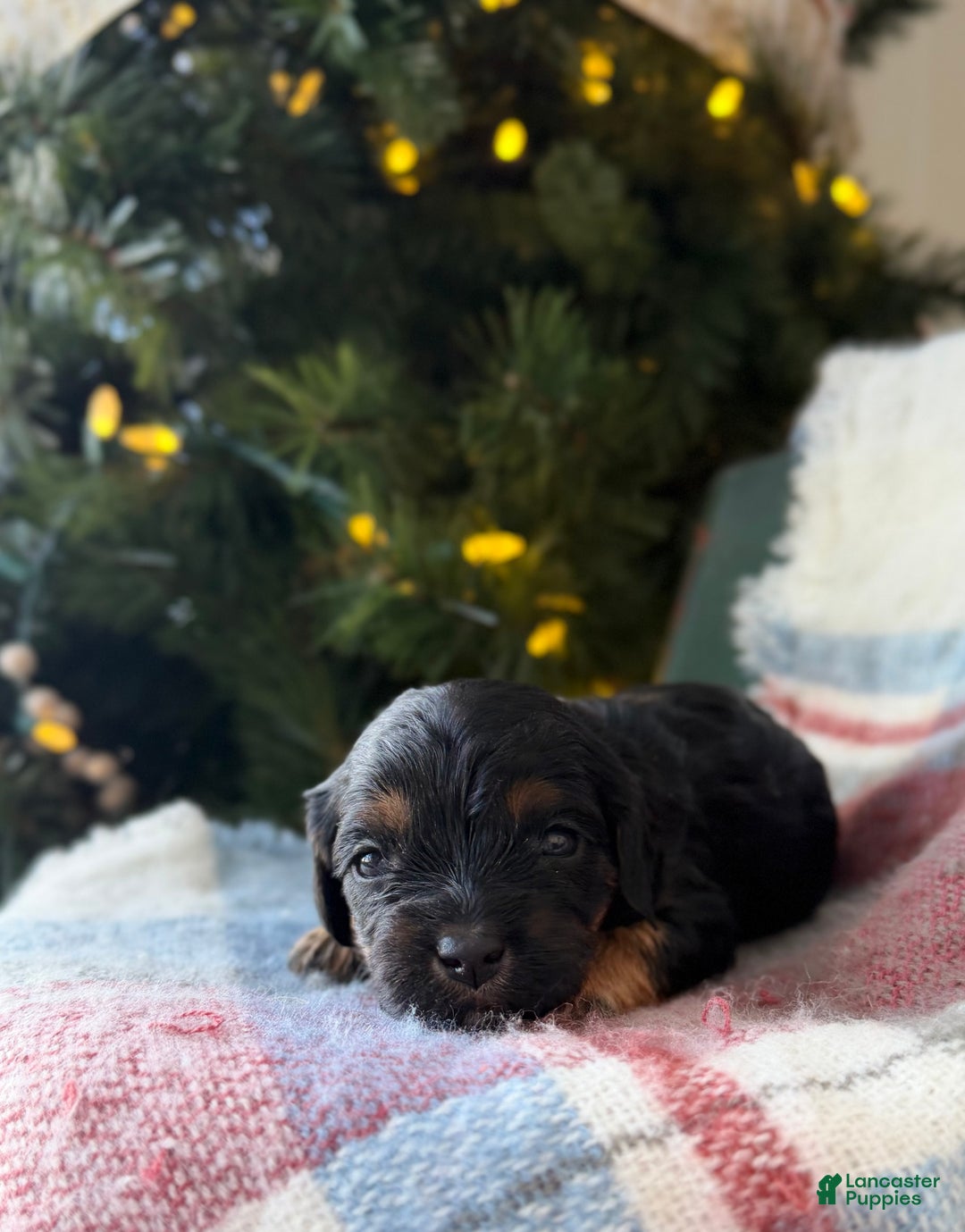 Cavapoo dogs for sale: Joy - Ad 3