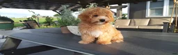 Maltipoo dogs for sale: Ranger - Ad 1