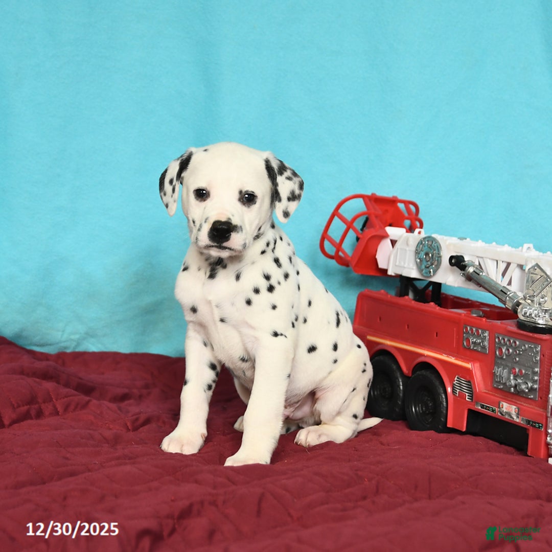Dalmatian dogs for sale: Oscar - Ad 2