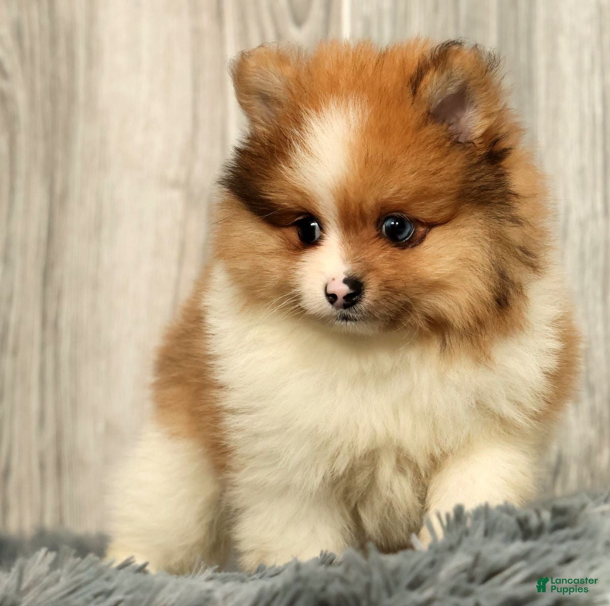 Pomeranian dogs Houston - Ad 2
