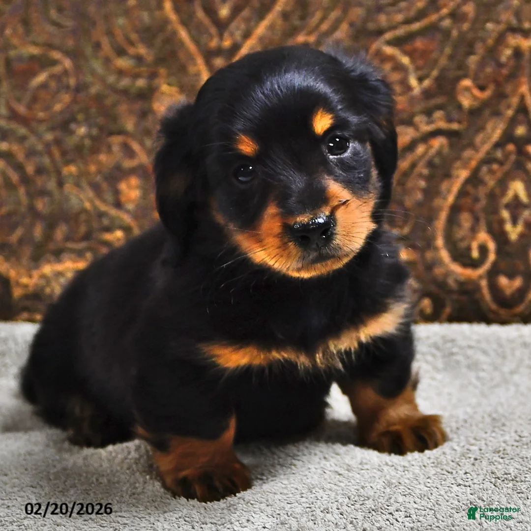 Miniature Dachshund dogs for sale: Clover - Ad 3
