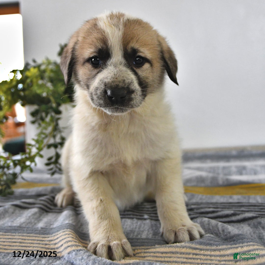 Mixed Breed dogs for sale: Lilly - Ad 4