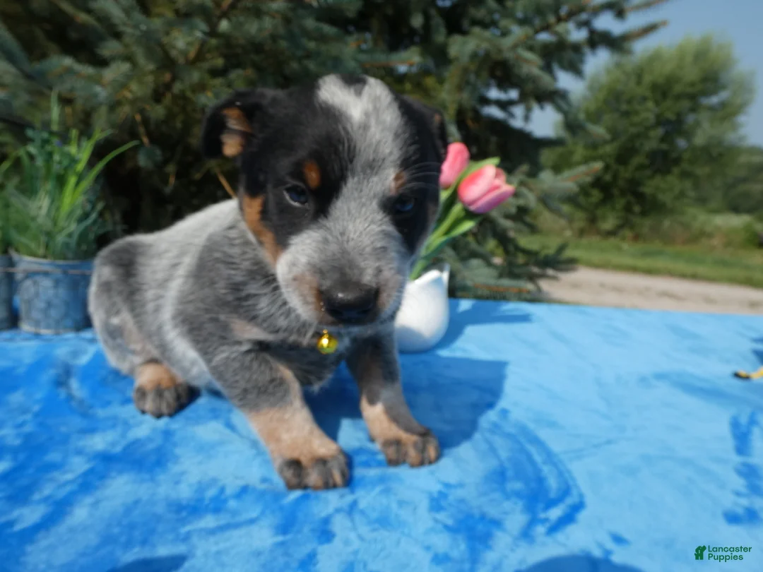 Australian Cattle Dog dogs for sale: Australian Cattle Dog 2 Sunshine - Ad 2