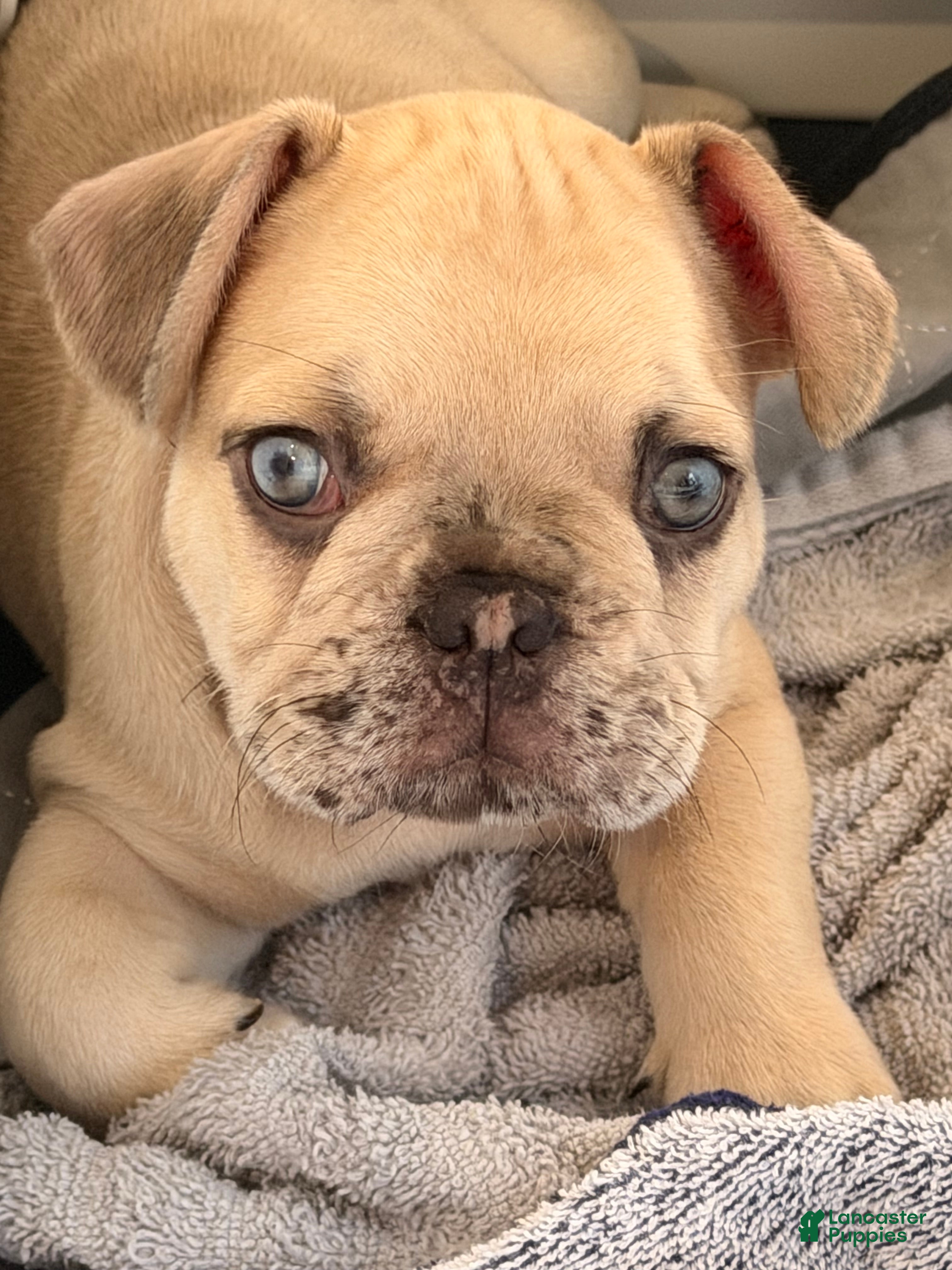 French Bulldog dogs for sale: Henry - Ad 1