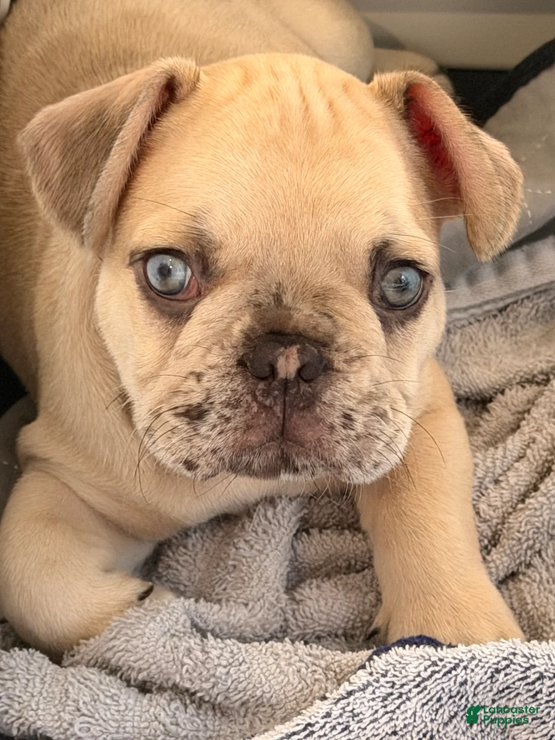 French Bulldog dogs for sale: Henry - Ad 1