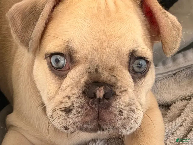 French Bulldog dogs for sale: Henry - Ad 1