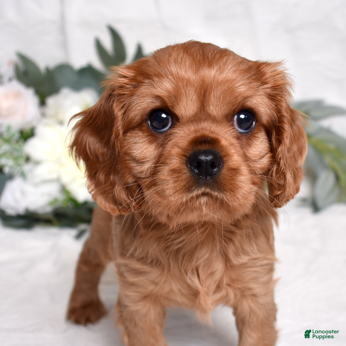 Cavalier King Charles Spaniel dogs Kiki - Ad 39
