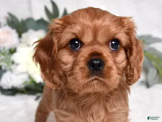 Cavalier King Charles Spaniel dogs Kiki - Ad 39