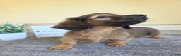 Miniature Dachshund dogs for sale: Nutmeg- AKC - Ad 2