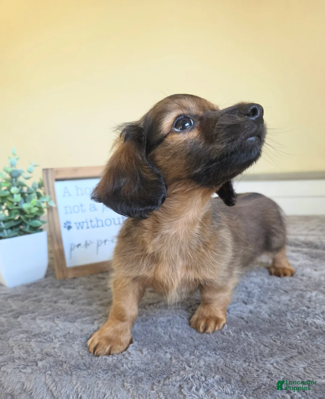 Miniature Dachshund dogs for sale: Nutmeg- AKC - Ad 2