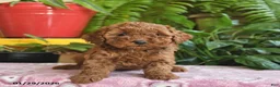 Mini Goldendoodle dogs for sale: Faye - Ad 4
