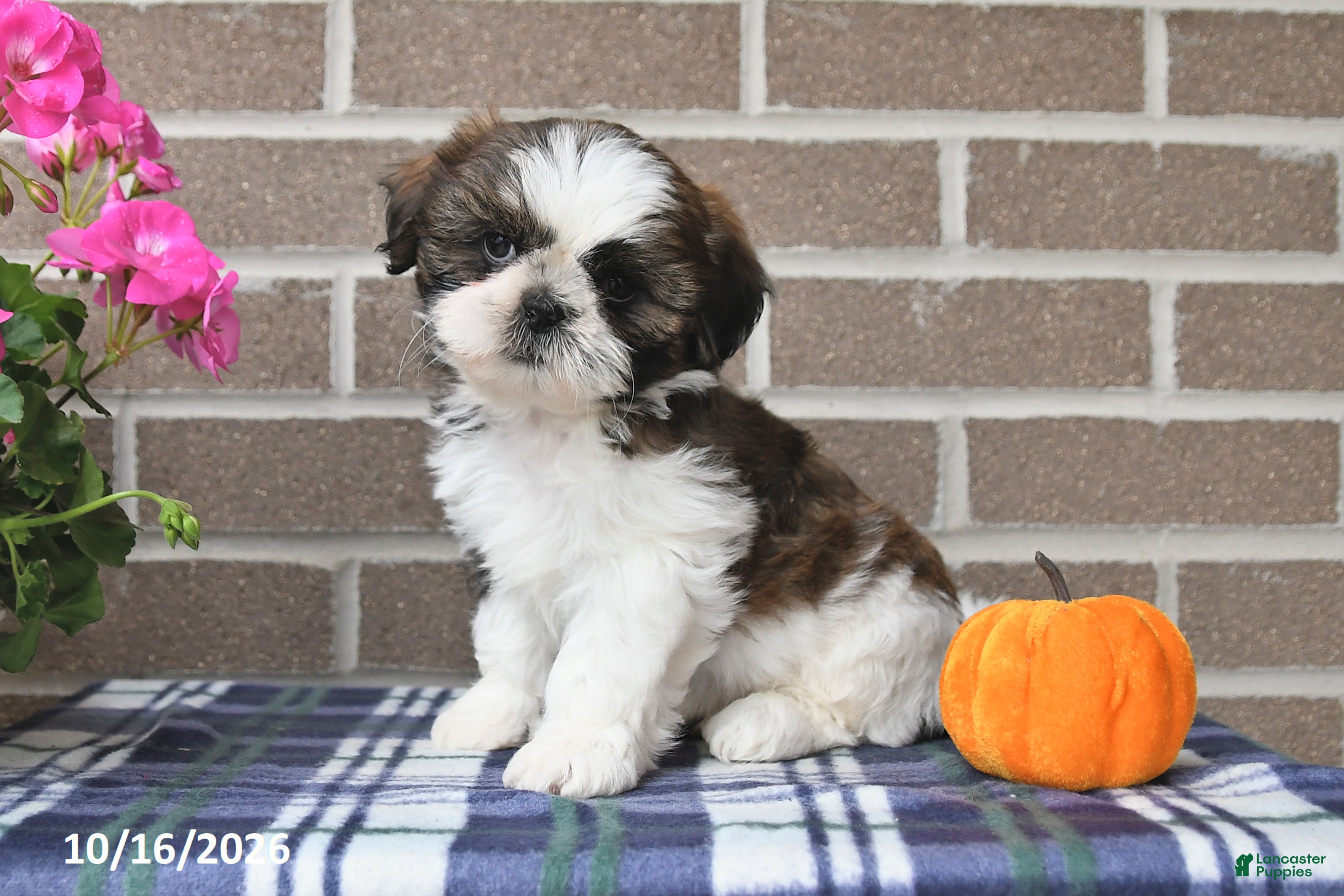 Shih Tzu dogs Carson - Ad 1