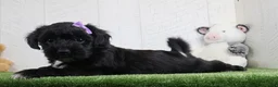 Yochon dogs for sale: Penny - Ad 3