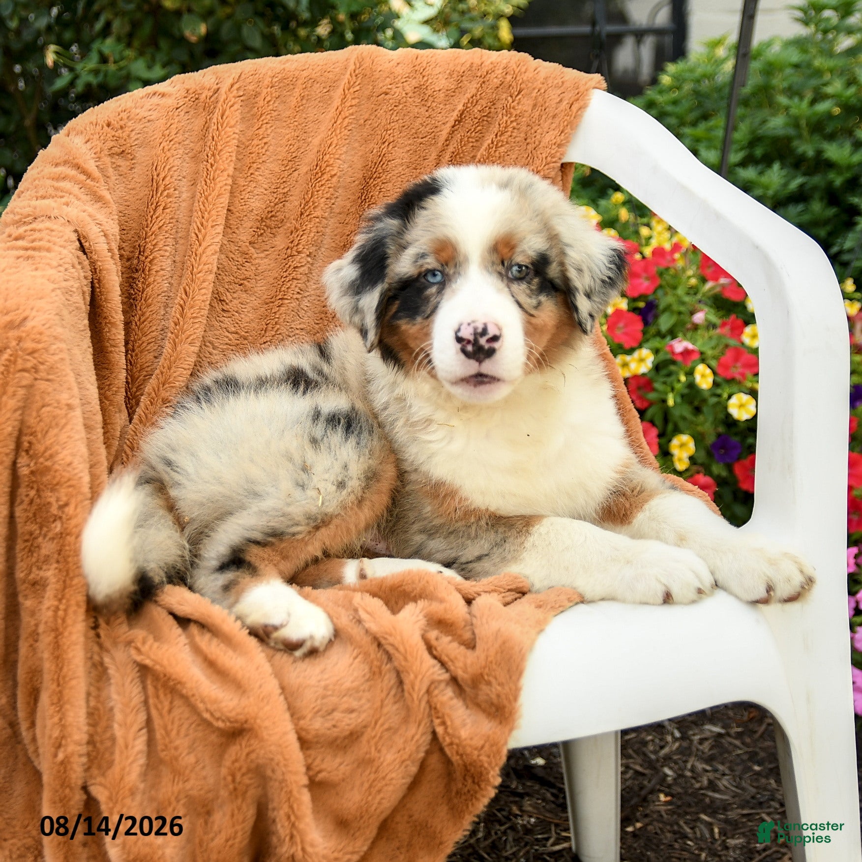 Australian Shepherd dogs Miles - Ad 2