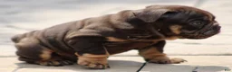 English Bulldog dogs for sale: BRuno  - Ad 9