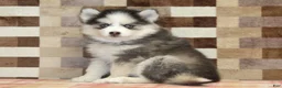 Pomsky dogs for sale: Indy - Ad 4