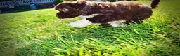 Havapoo dogs for sale: Baxter - Ad 9