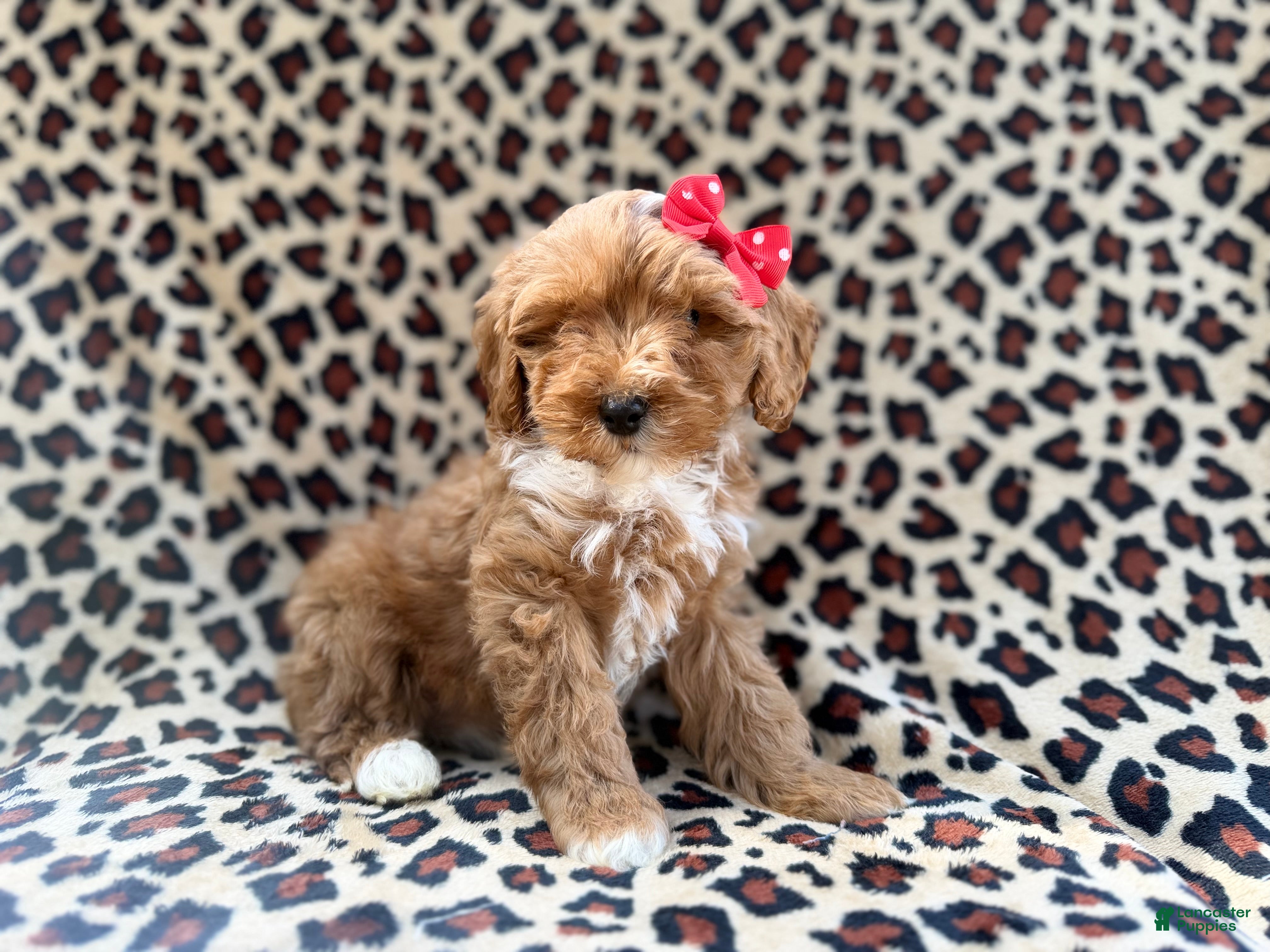 Cavapoo dogs Mercedes  - Ad 13