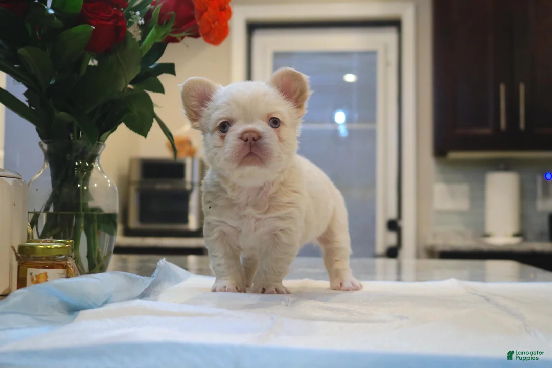 French Bulldog dogs for sale: Cotton ball - Ad 3