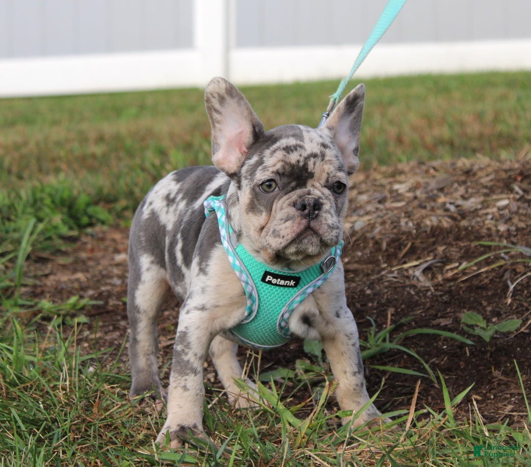 French Bulldog dogs for sale: Mia - Ad 2